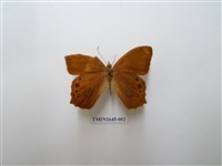 藏品(柯氏黛眼蝶)的圖片